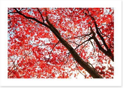 Red Japanese maple