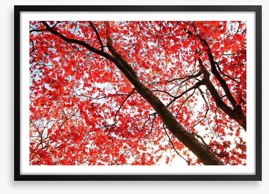 Red Japanese maple