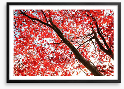 Red Japanese maple