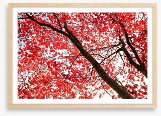 Red Japanese maple