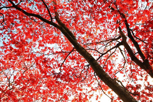 Red Japanese maple