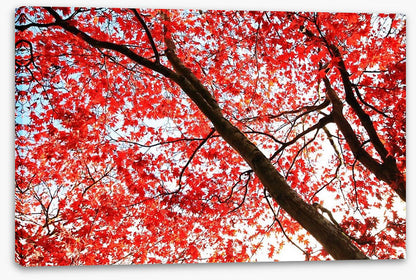 Red Japanese maple
