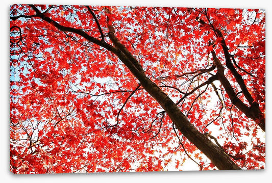 Red Japanese maple