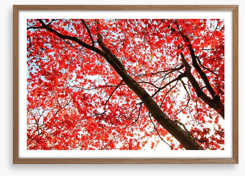Red Japanese maple