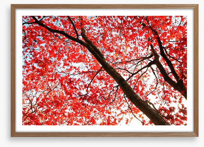 Red Japanese maple