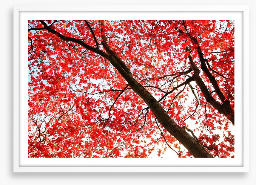 Red Japanese maple