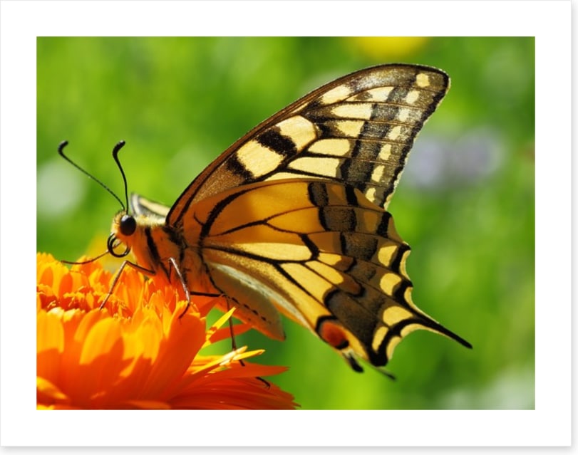 Butterflies