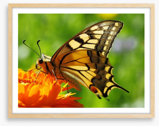Butterflies