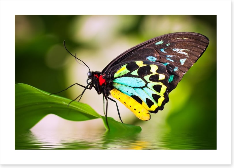 Birdwing balance