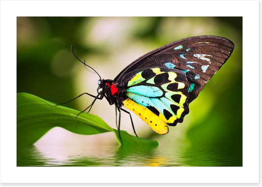 Birdwing balance