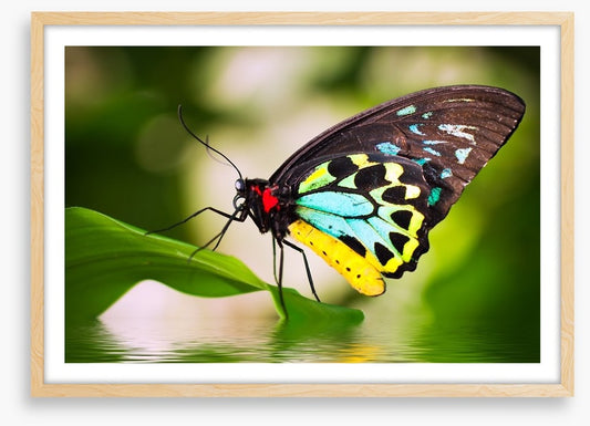 Birdwing balance