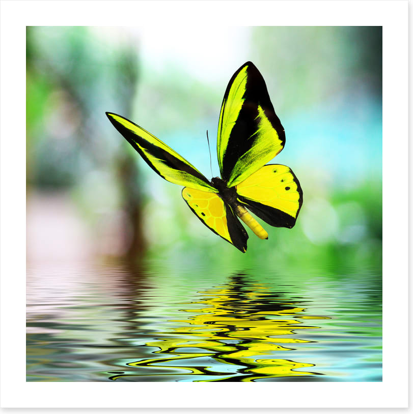 Butterfly reflections