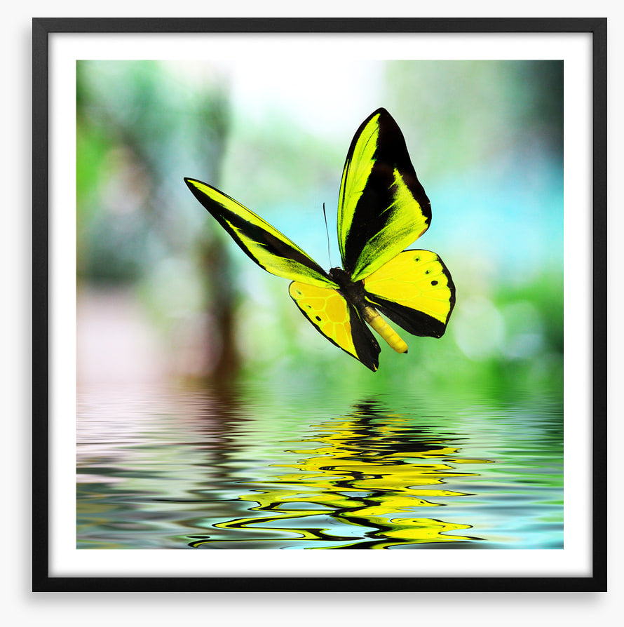 Butterfly reflections