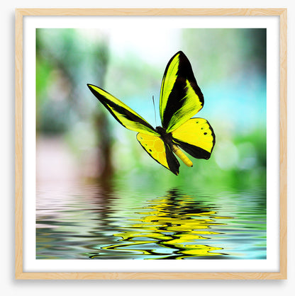 Butterfly reflections