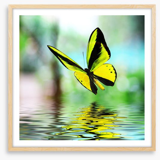 Butterfly reflections