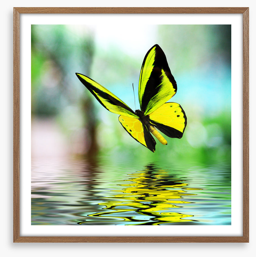 Butterfly reflections