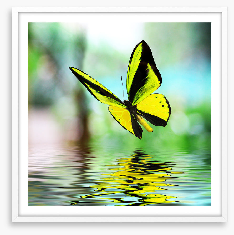Butterfly reflections