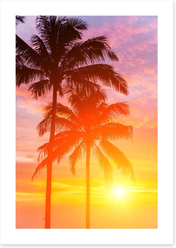 Palm tree sundown