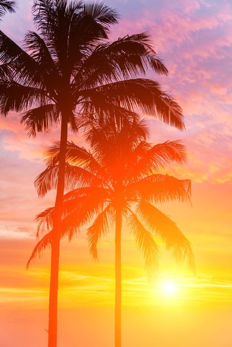 Palm tree sundown