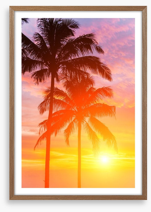 Palm tree sundown