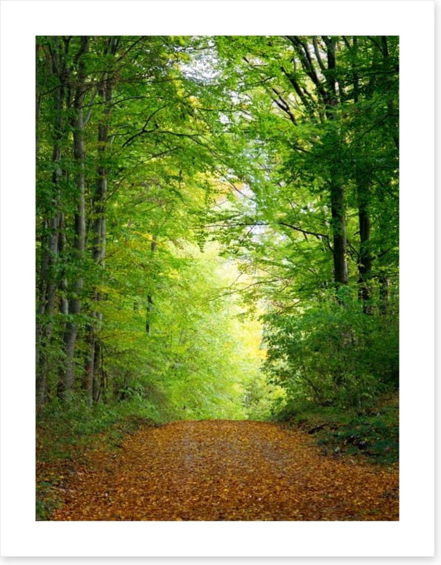 Green forest clearing