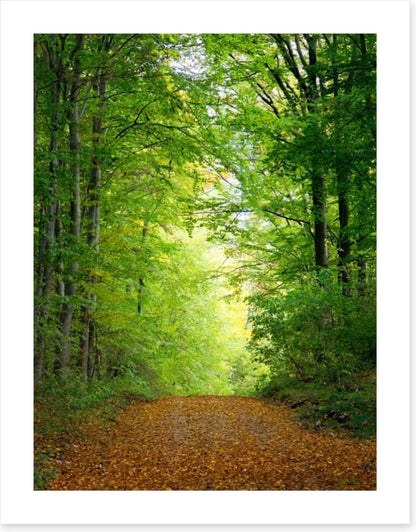 Green forest clearing