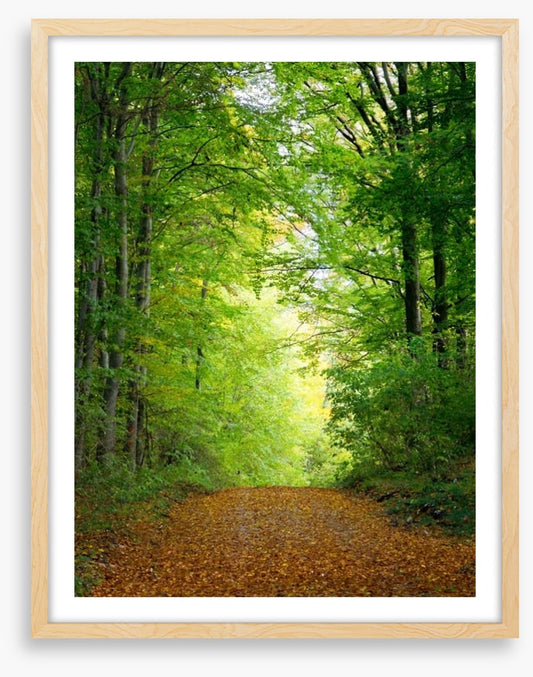 Green forest clearing
