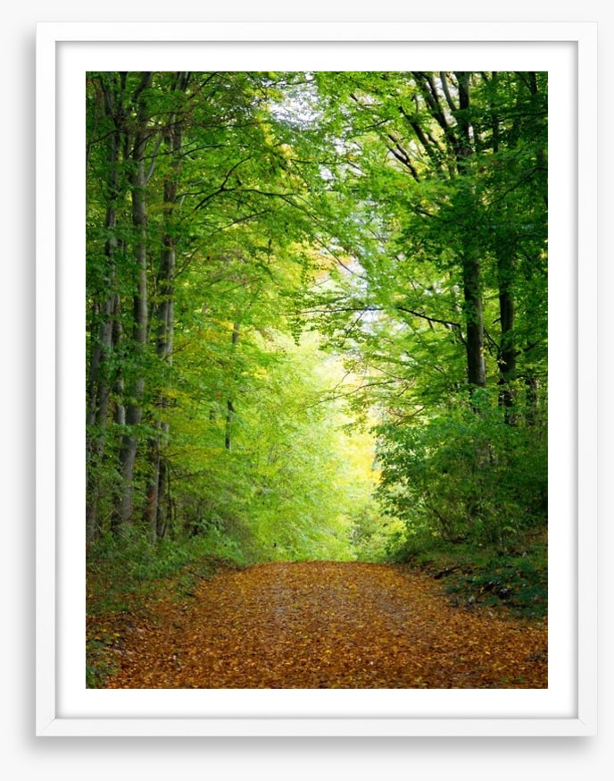 Green forest clearing