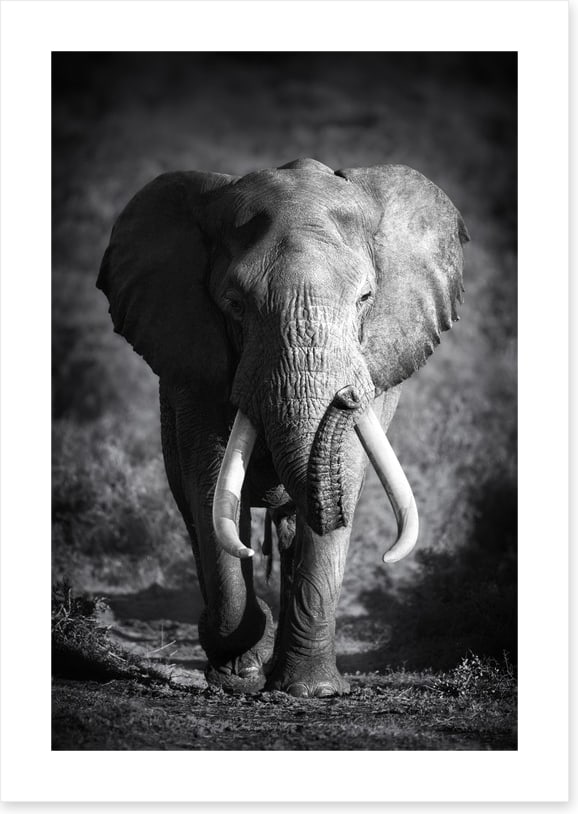 Elephant bull