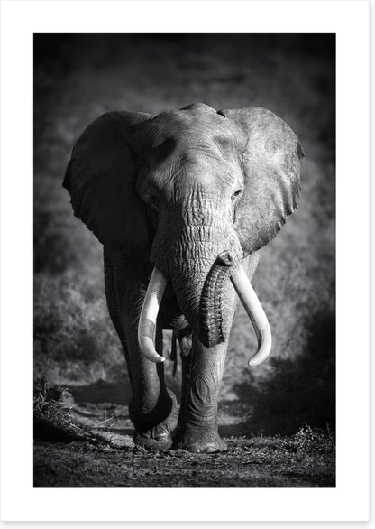 Elephant bull