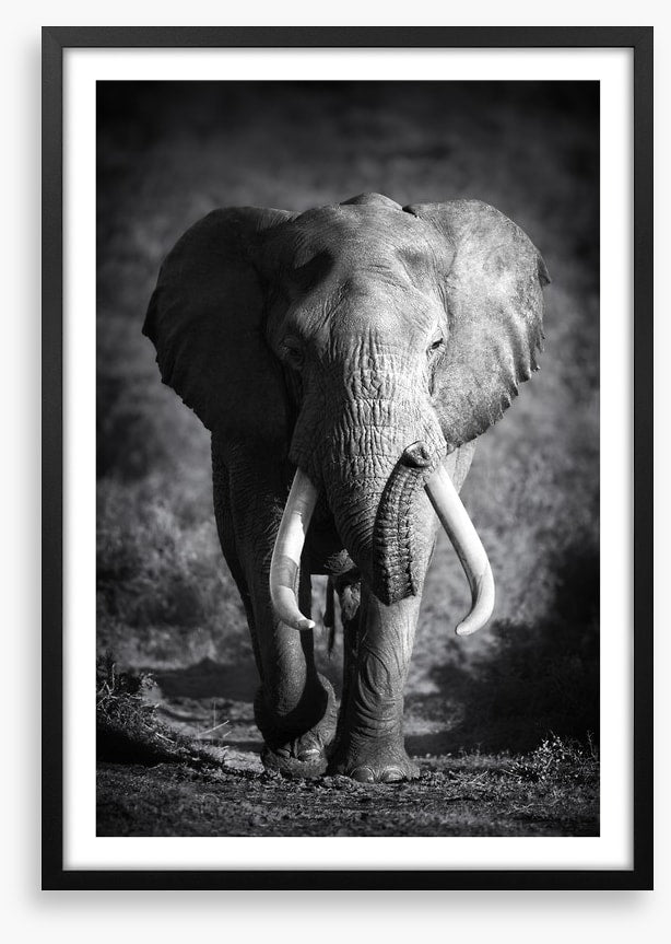 Elephant bull