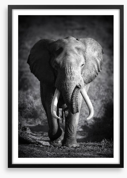 Elephant bull