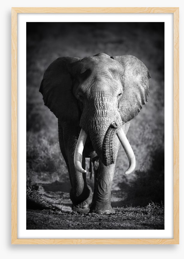 Elephant bull