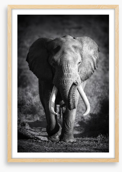 Elephant bull