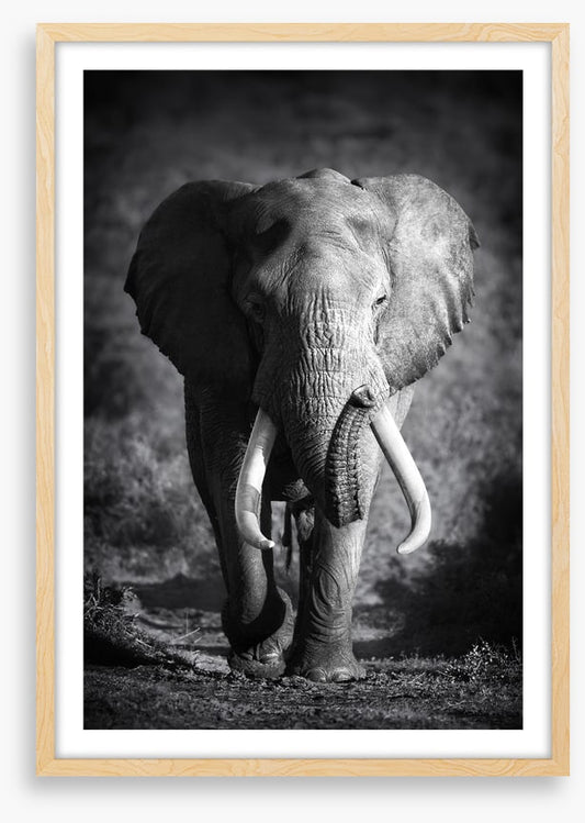 Elephant bull