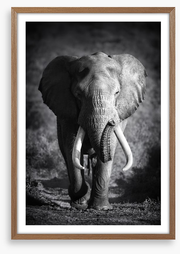 Elephant bull