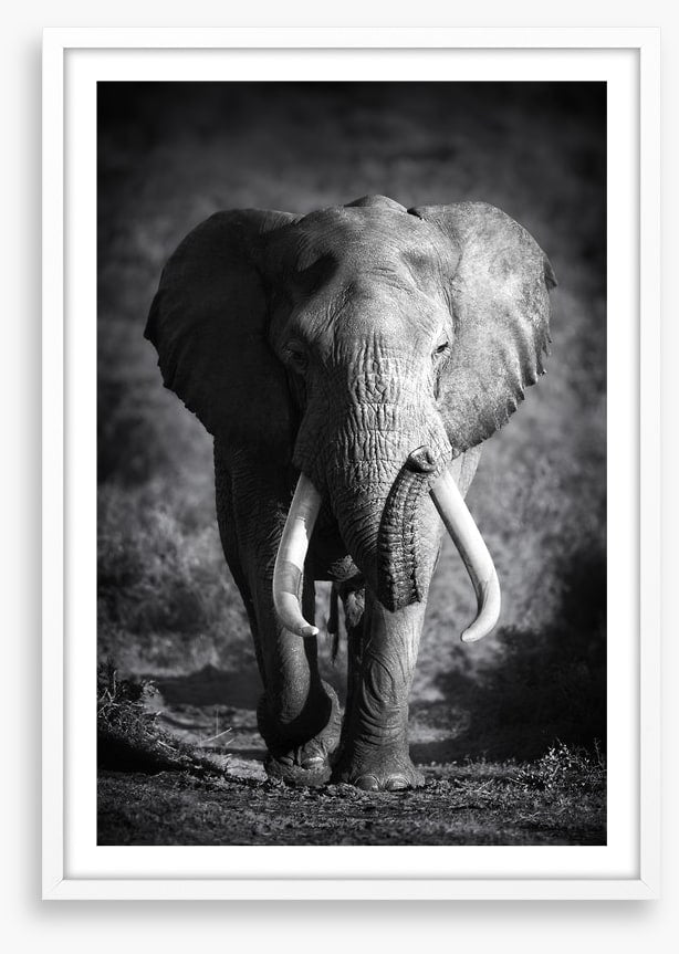 Elephant bull