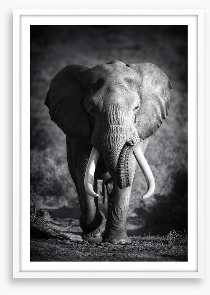 Elephant bull