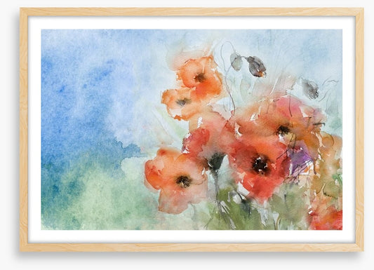 Poppies in the breeze