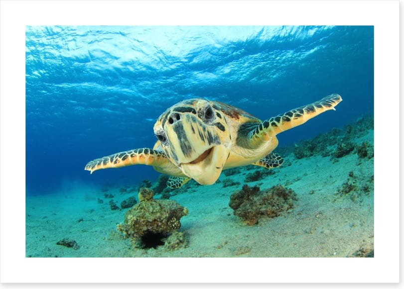 Hawksbill sea turtle