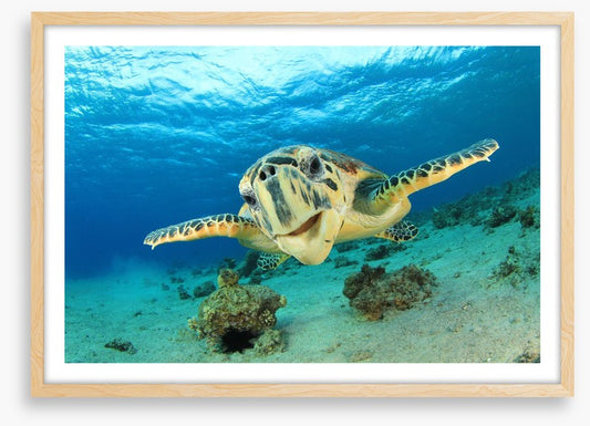 Hawksbill sea turtle