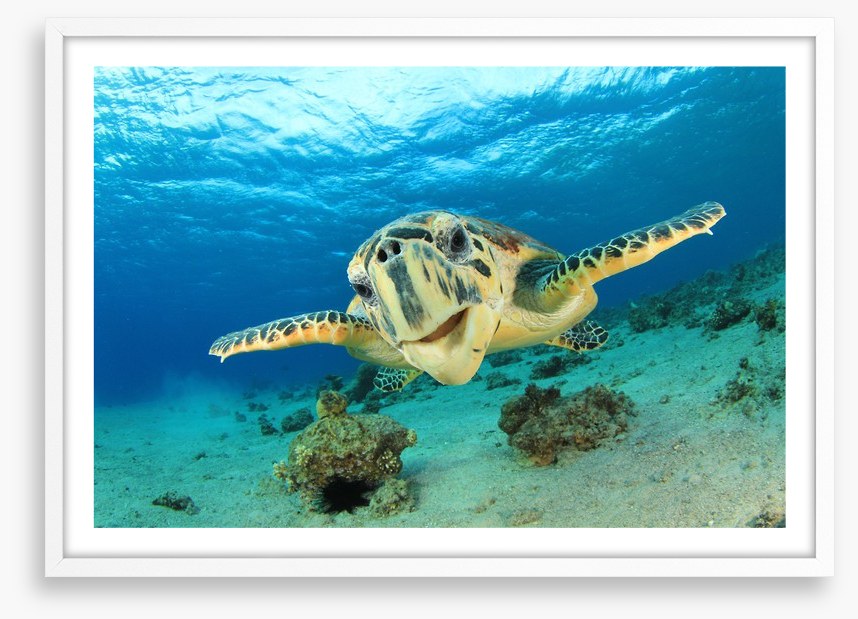 Hawksbill sea turtle