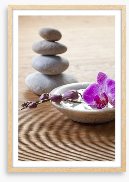 Pampering orchid