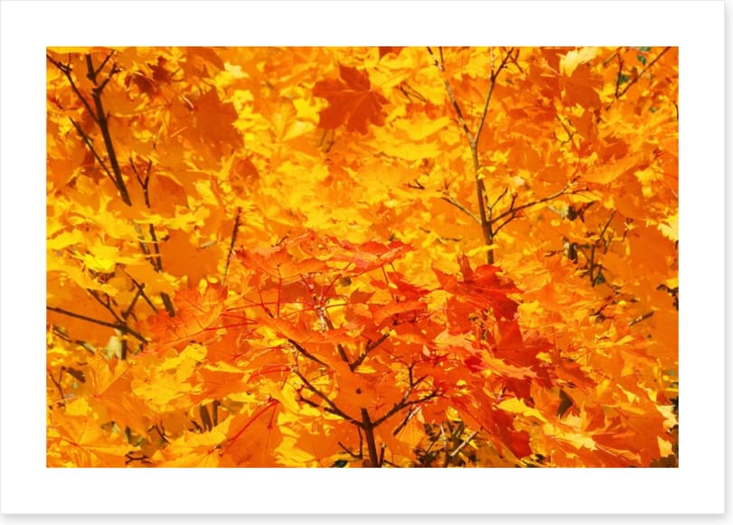 Leaves