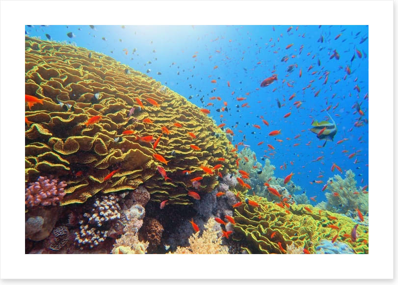 Golden cabbage coral