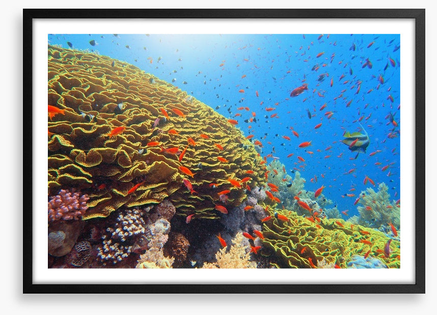Golden cabbage coral