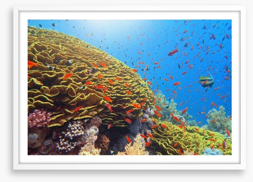 Golden cabbage coral