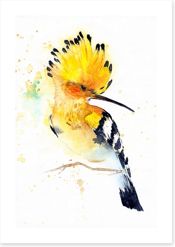 Hoopoe splash