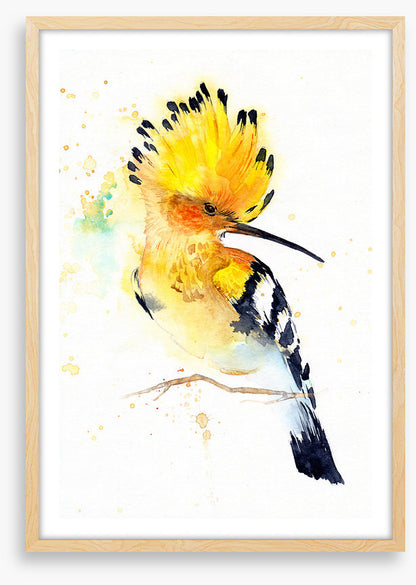 Hoopoe splash