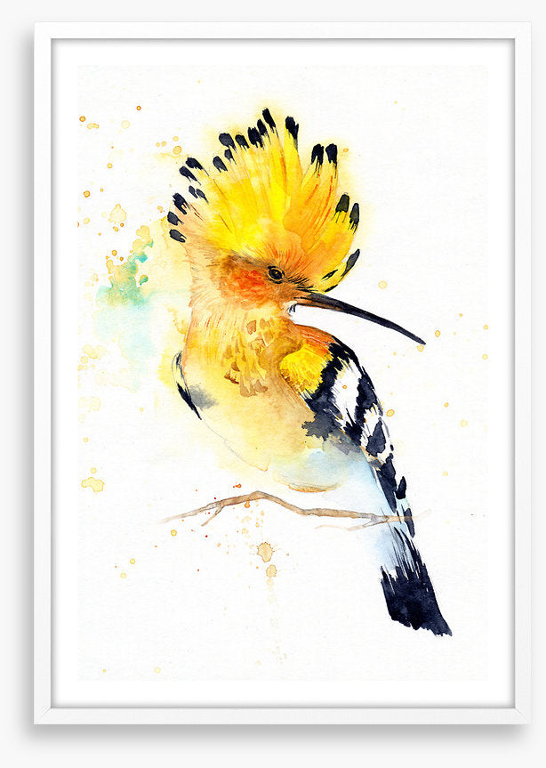 Hoopoe splash